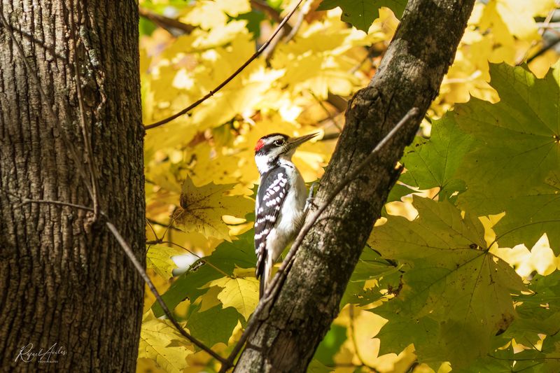 Hairy Woodpecker