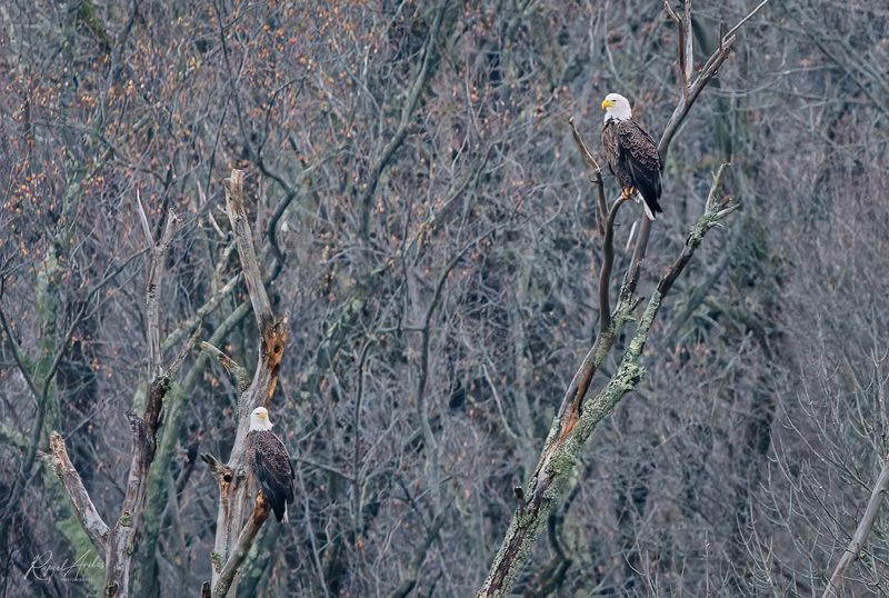 Bald Eagles