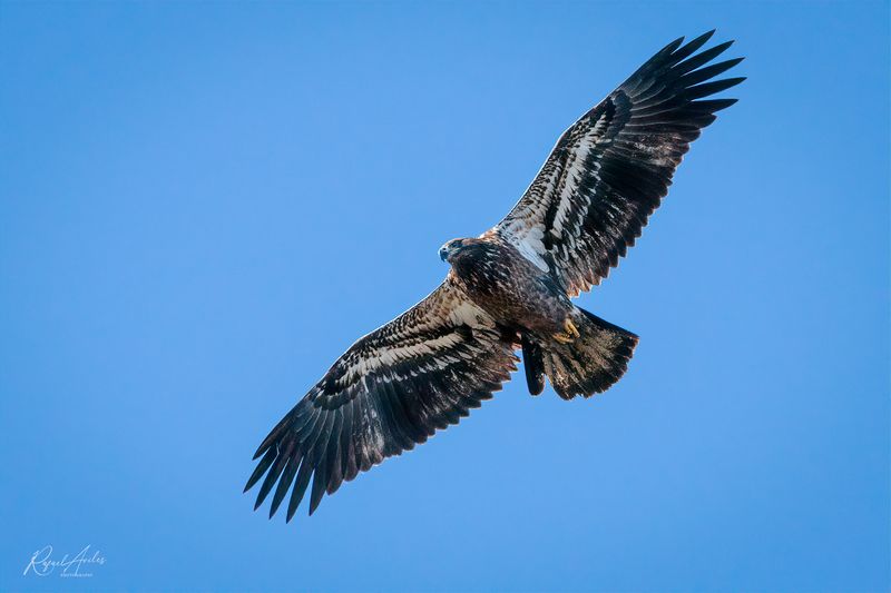 Bald Eagle