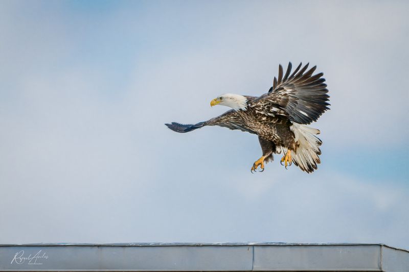 Bald Eagle