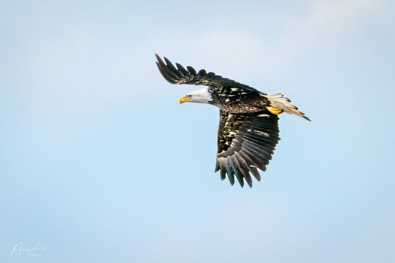 Bald Eagle