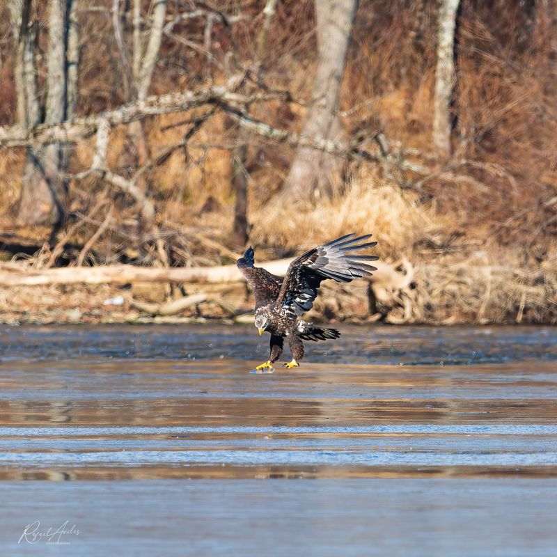 Bald Eagle