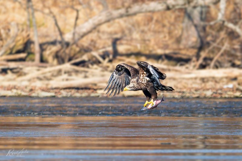 Bald Eagle