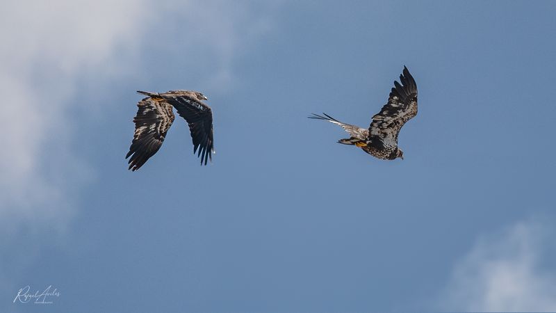 Bald Eagles
