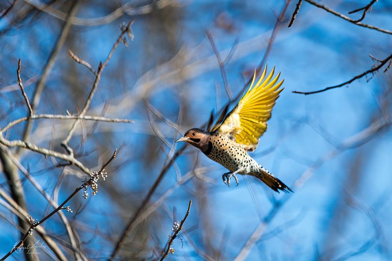 Northern Flicker