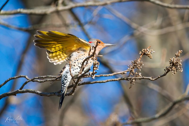 Northern Flicker