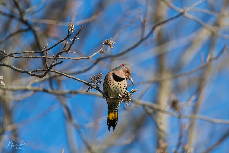 Northern Flicker
