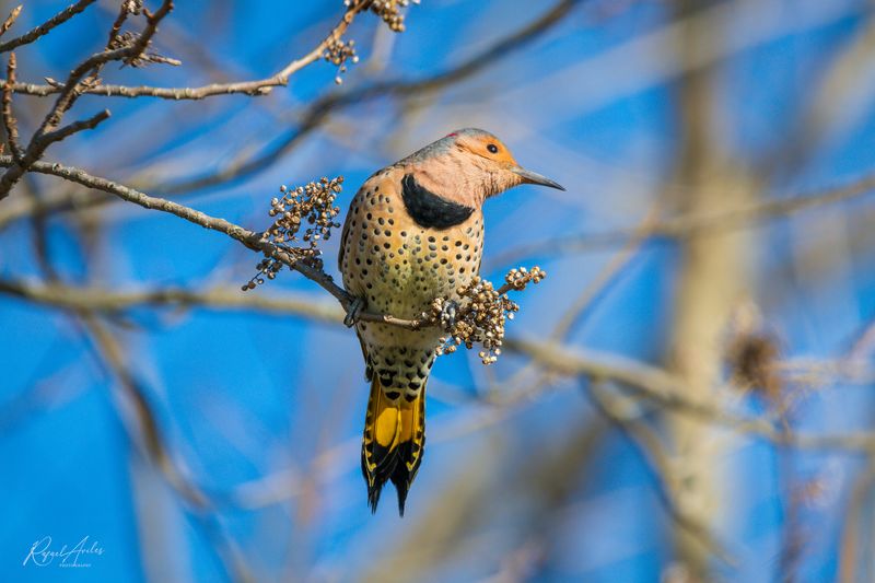 Northern Flicker