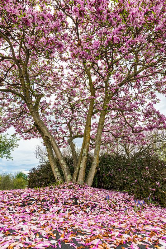 Magnolia