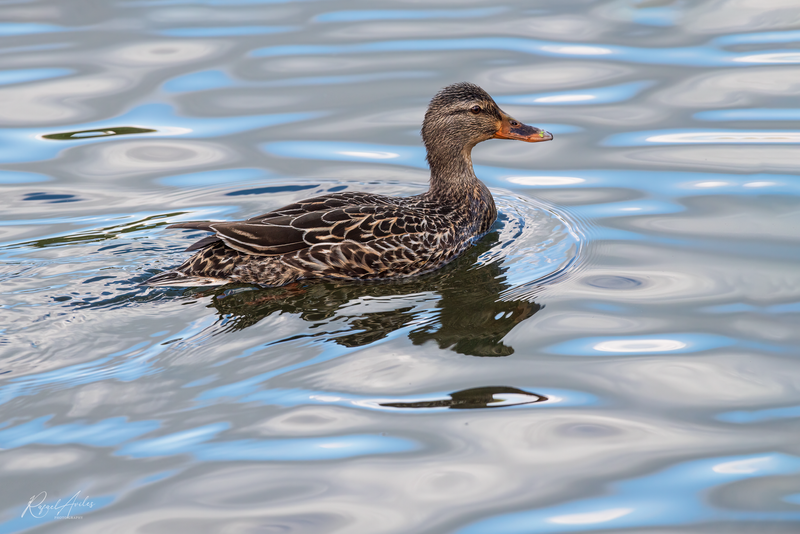 Female mallard