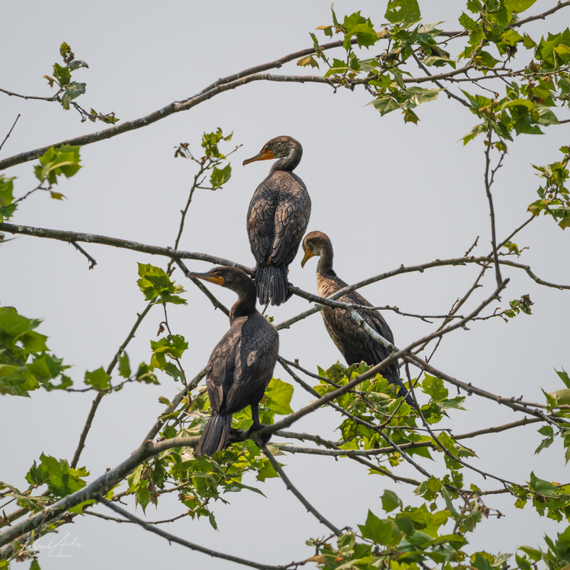 The three amigos. Cormorants on a tree.