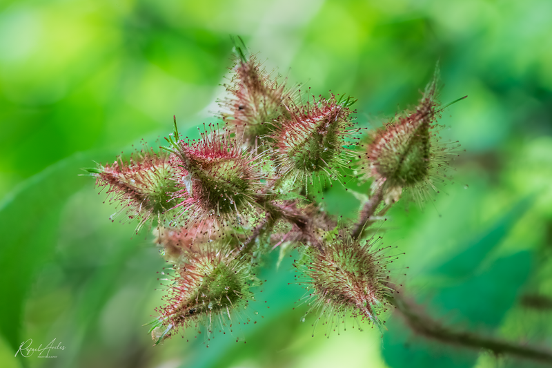 Raspberries-to-be