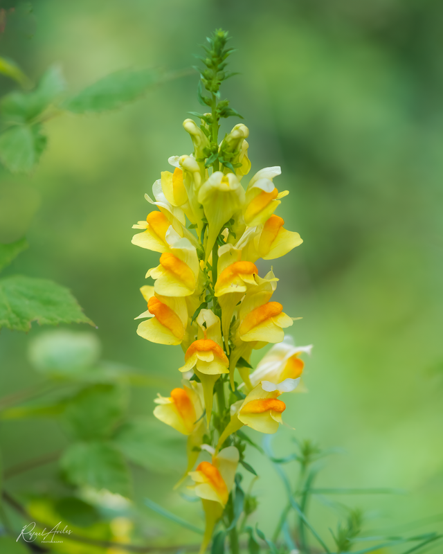 Yellow Toadflax