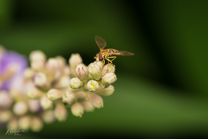 Hover fly