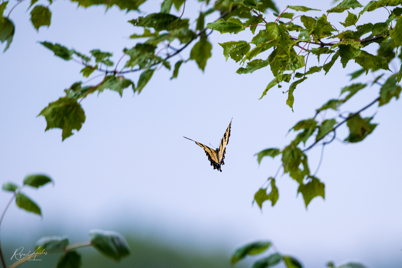 Eastern Tiger Swallowtail in flight