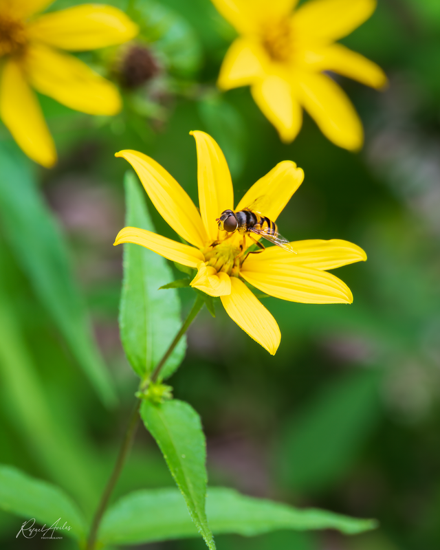 Hover fly on woodland sunflower