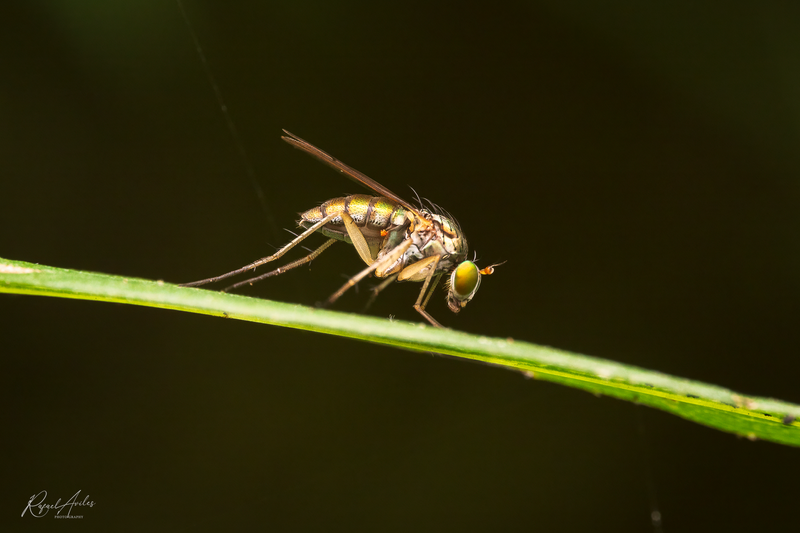 Damselflies, Dragonflies, and Other Flies