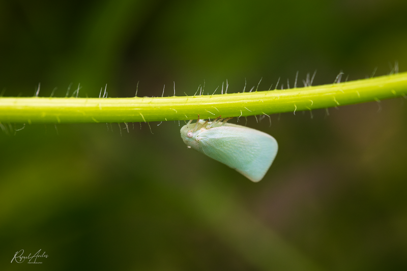 Flatid planthopper