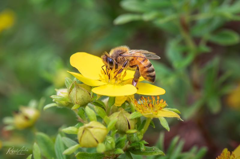 Bees and Wasps