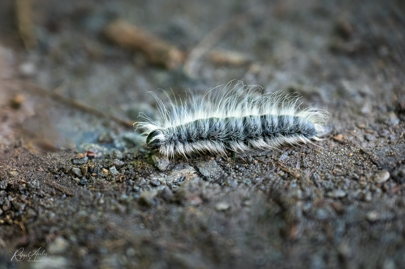 Hickory moth caterpillar