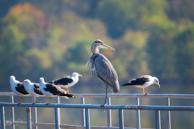Heron and friends
