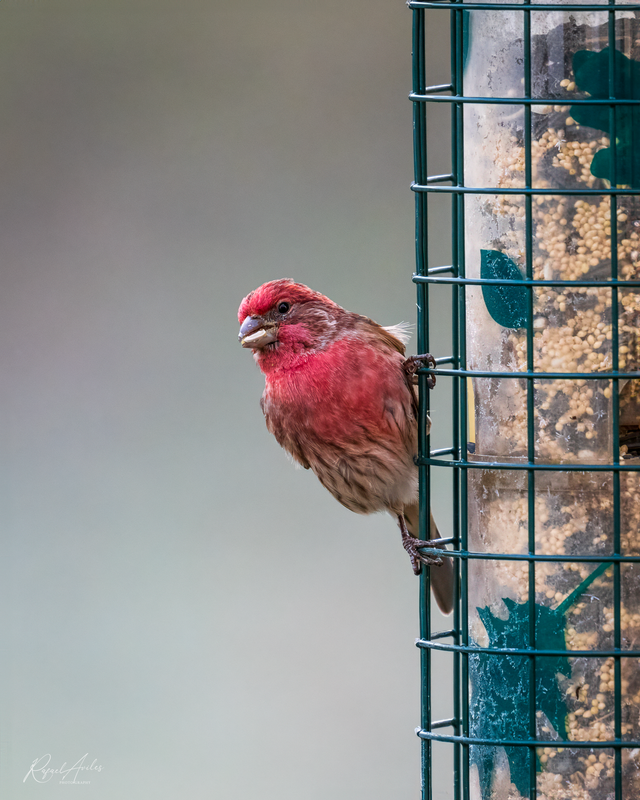 House finch