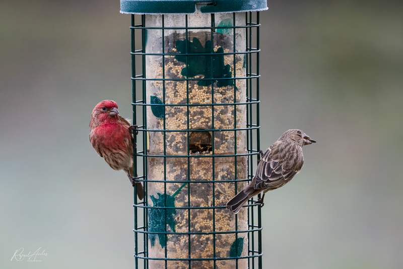 House finches