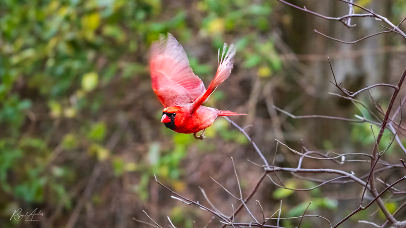 Flying away