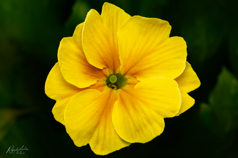 The prime of a primrose