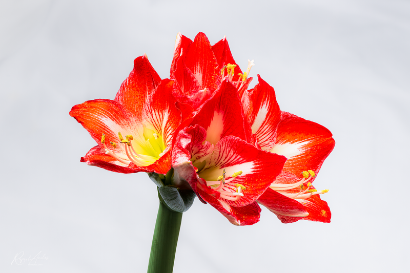 Amaryllis