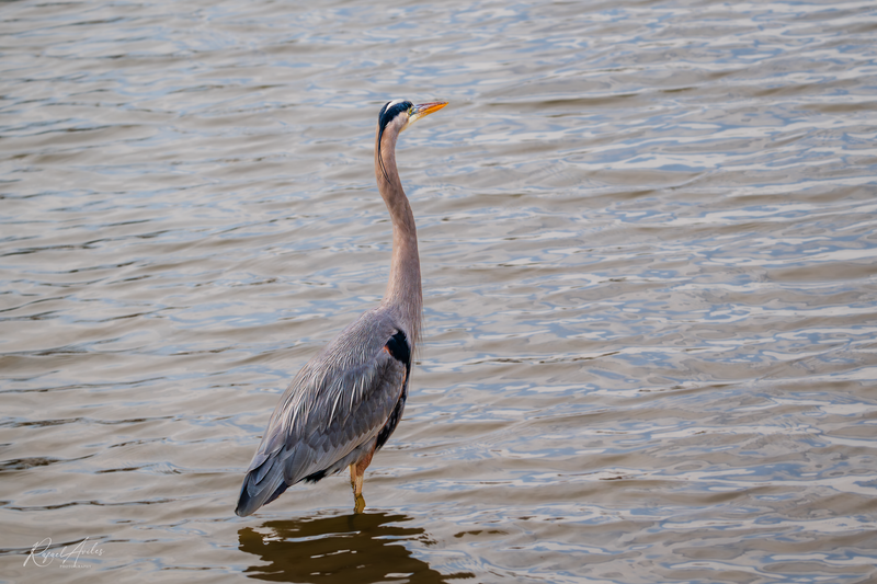 Wading in Lake Galena