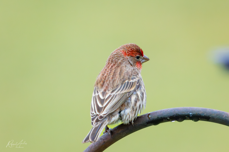 House finch