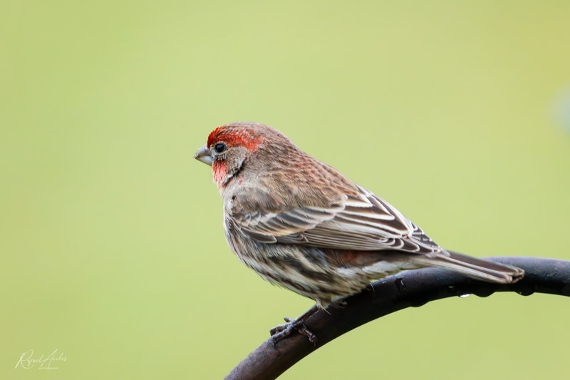 House finch