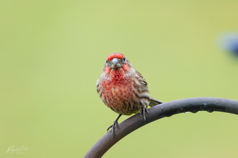 House finch