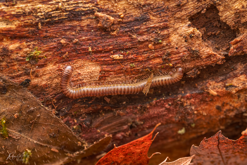 Myriapod (narceus americanus)