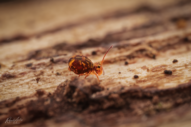 Springtail (dicyrtomina ornata)