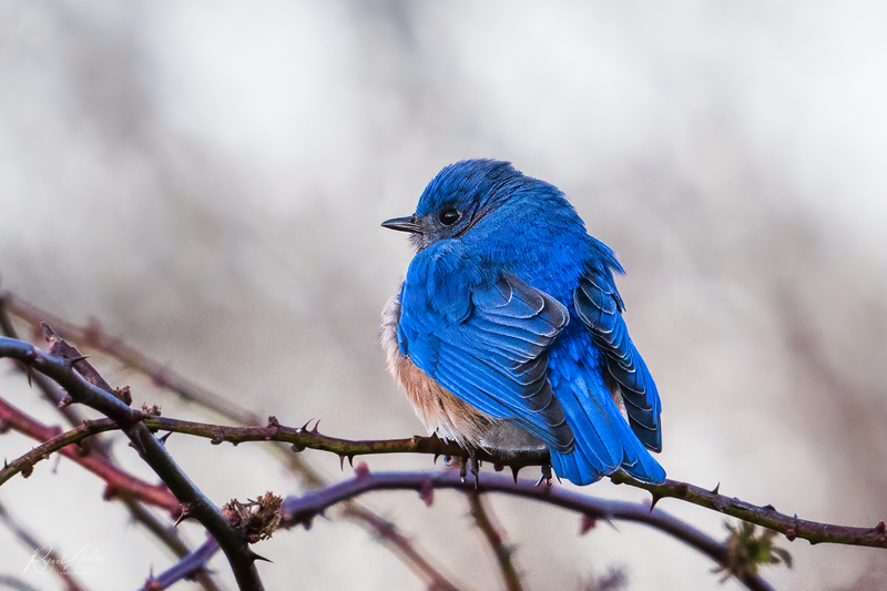 Very blue bluebird