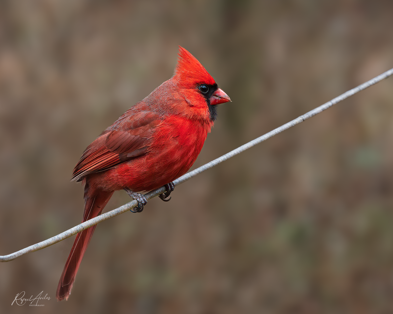 Bird on a wire