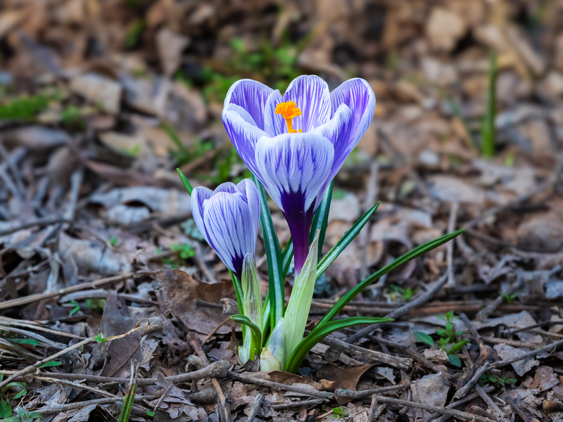 Crocus