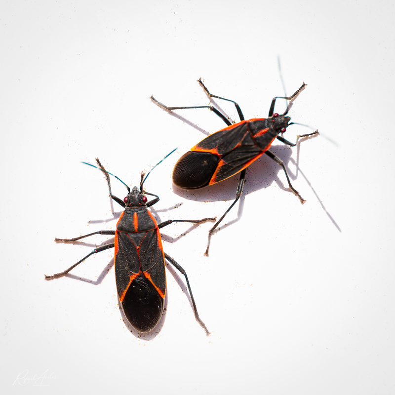 Box bugs (boxelder bugs, maple bugs)
