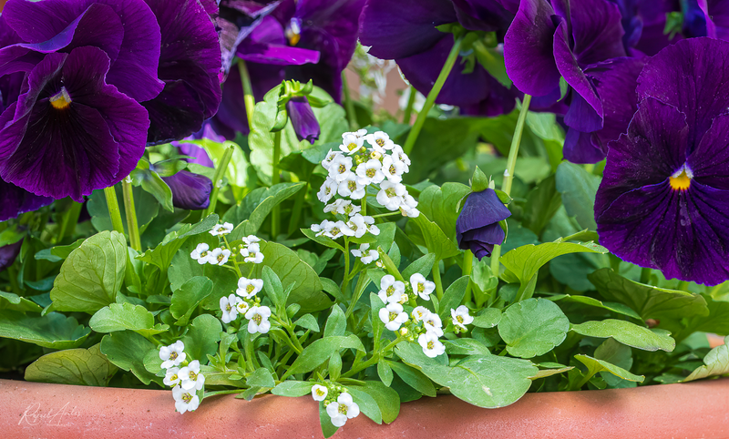 Little flowers, big flowers