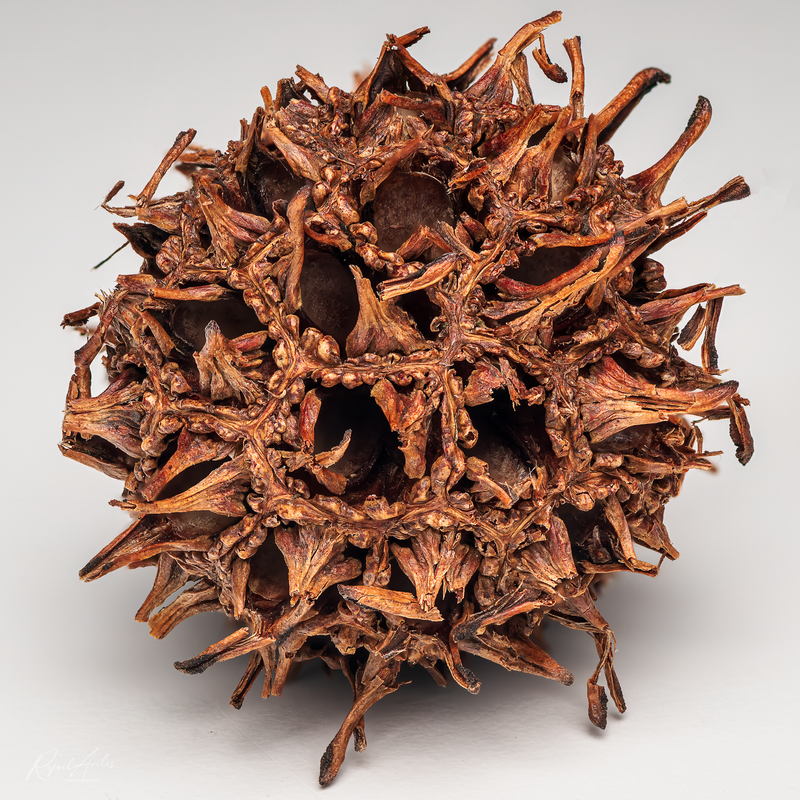 Sweetgum tree seed ball