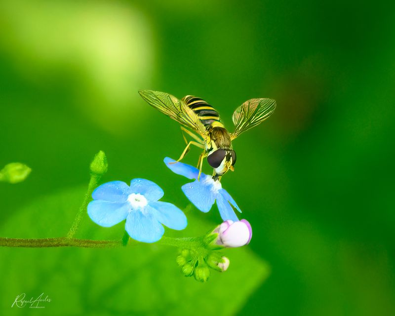 Hover fly