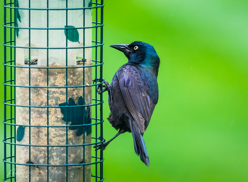 Common grackle