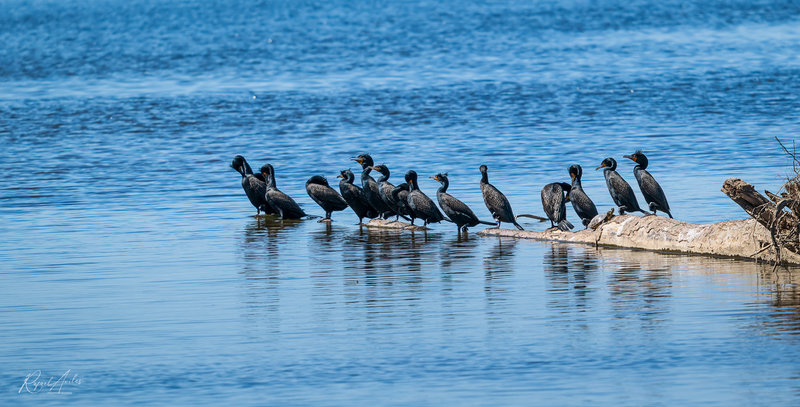 Cormorants waiting in line to use the lake...