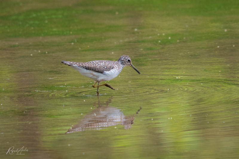 Solitary sandpiper