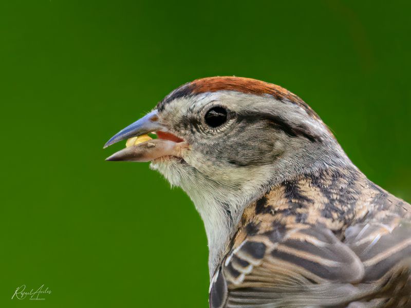 Chipping Sparrow