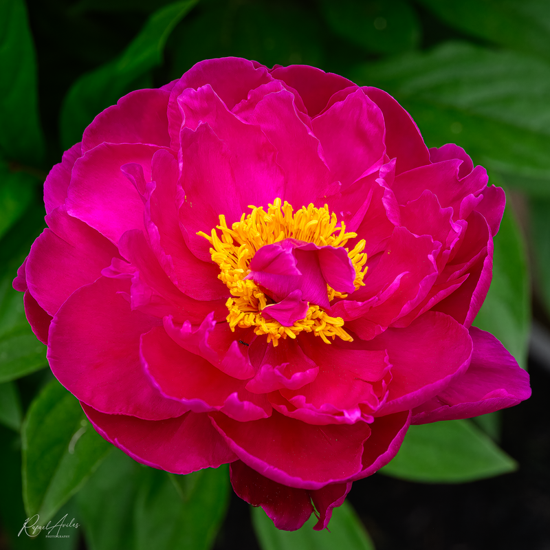 Peony and ant