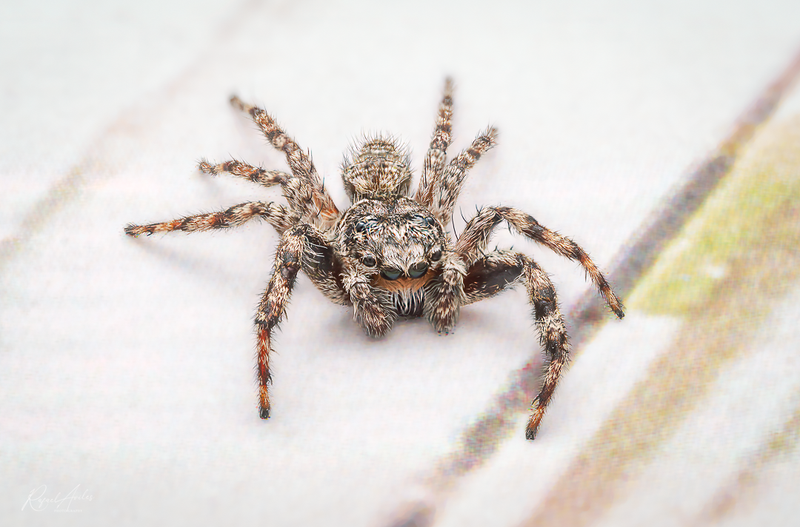 Tiny visitor