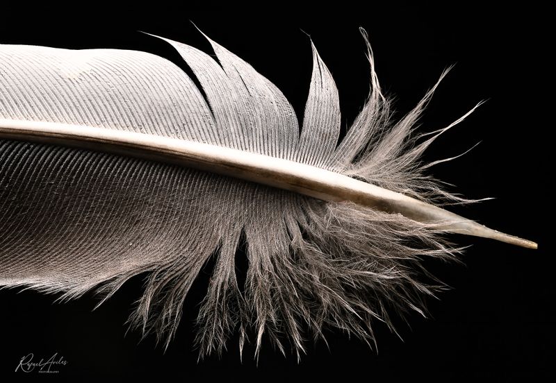 Light as a feather